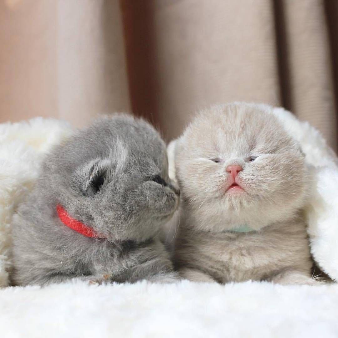 Белый вислоухий кот