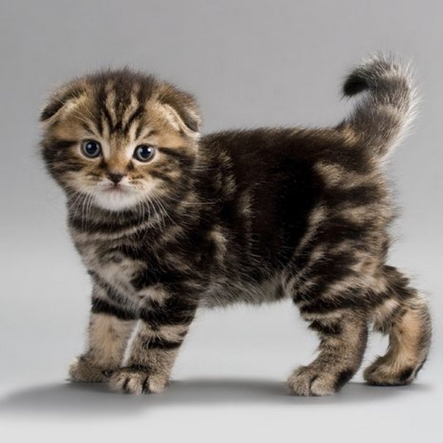 Scottish Fold Cat