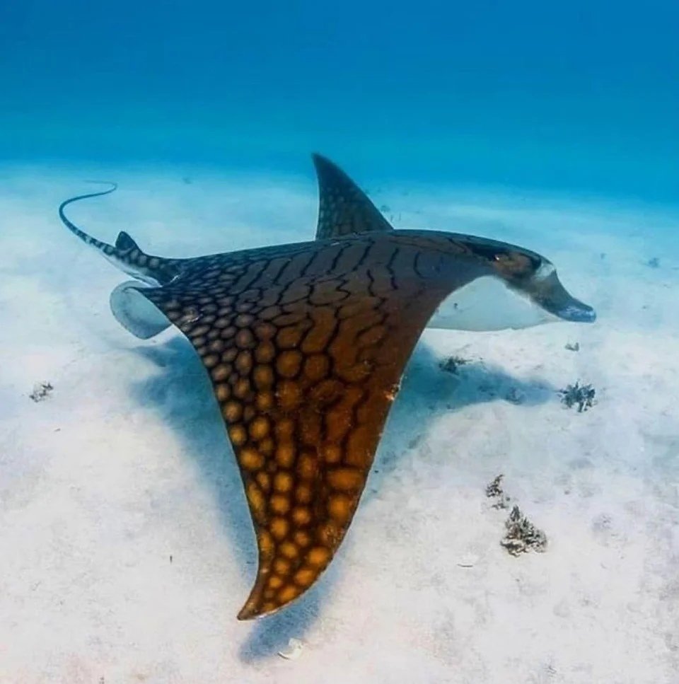 Eagle ray Fish