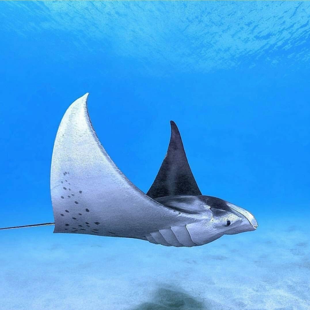 Стингрей морской Скат