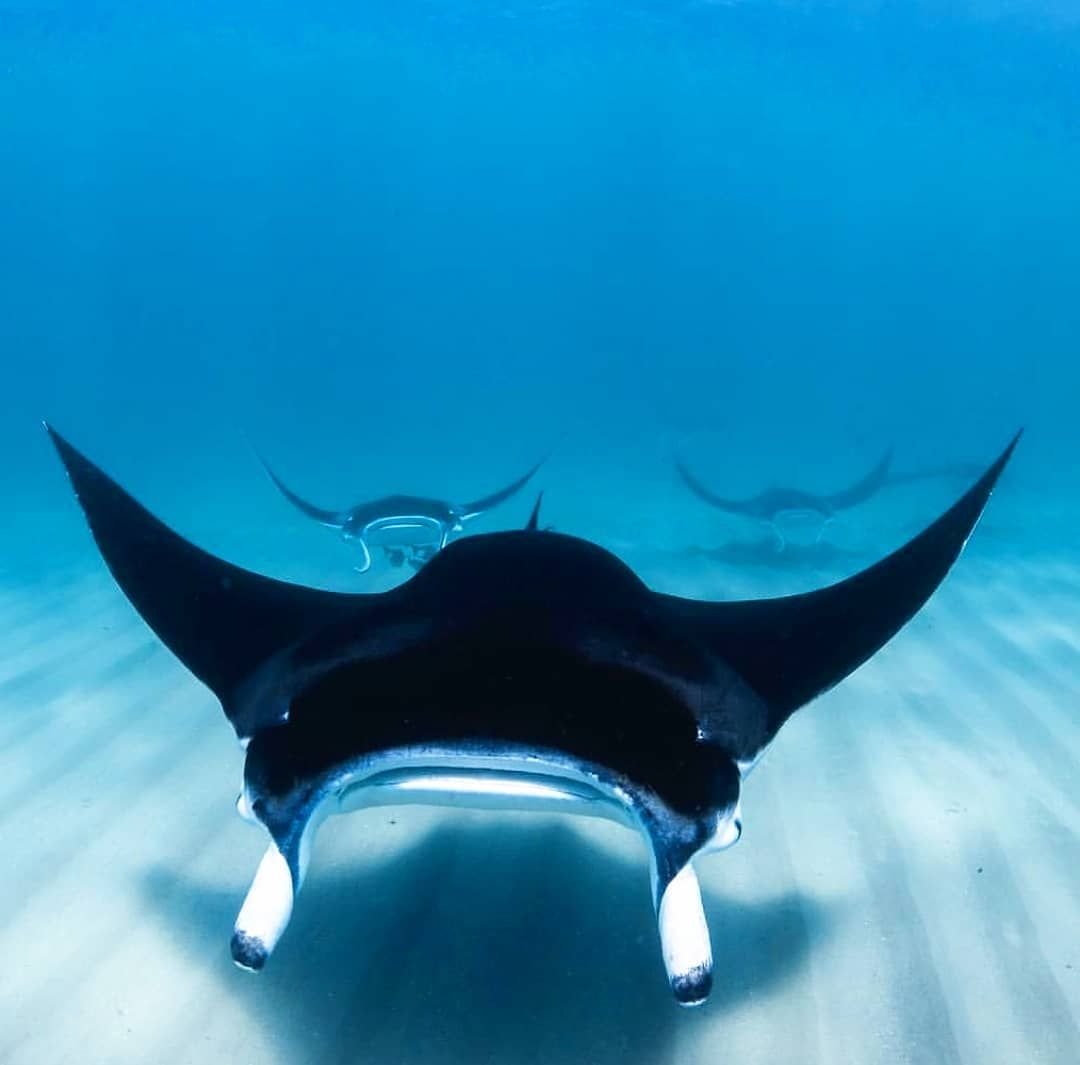 Манта рыба юмор