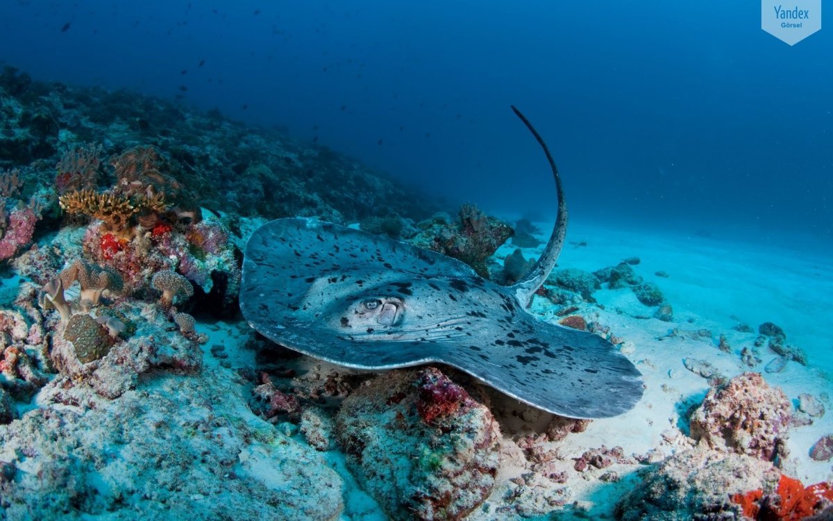 Риф на Мальдивах со скатами