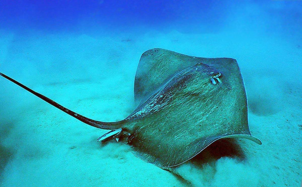 Черноморский Скат хвостокол
