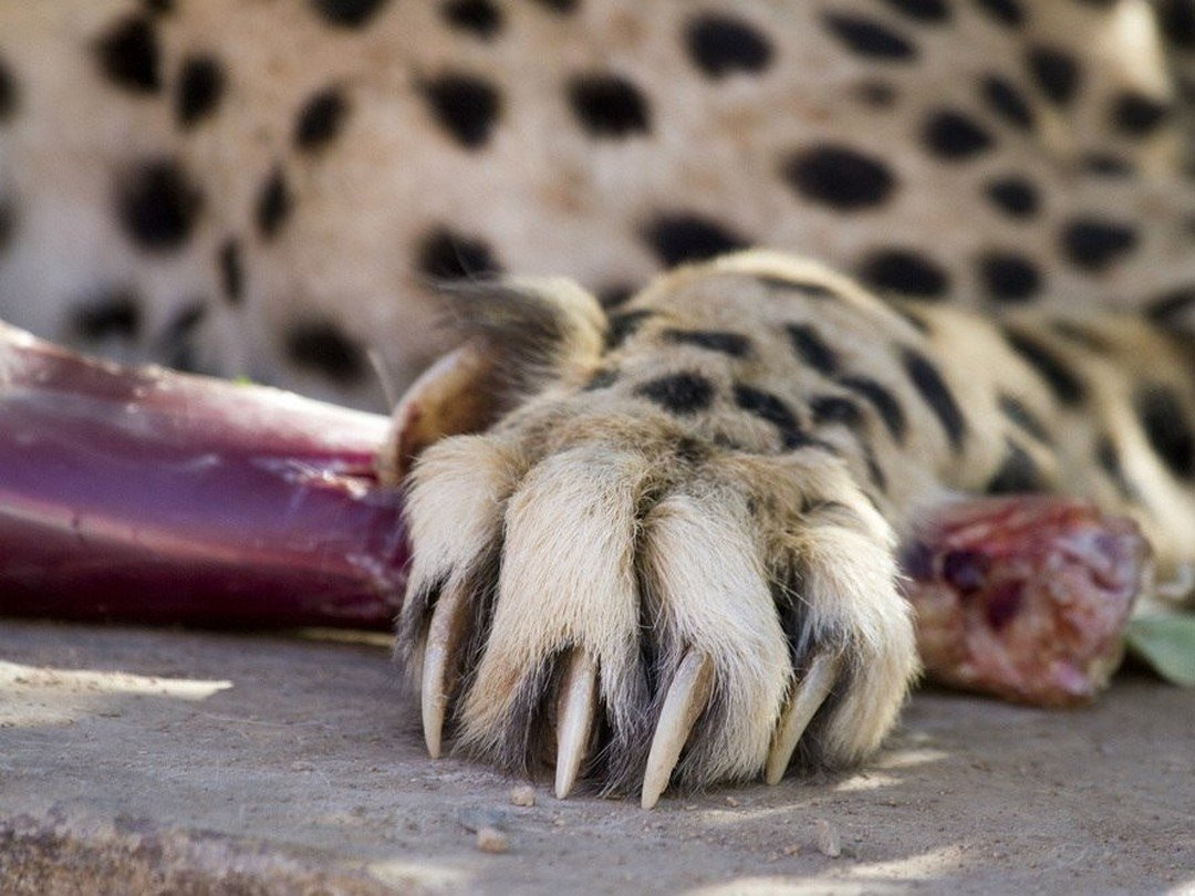 Лапа леопарда