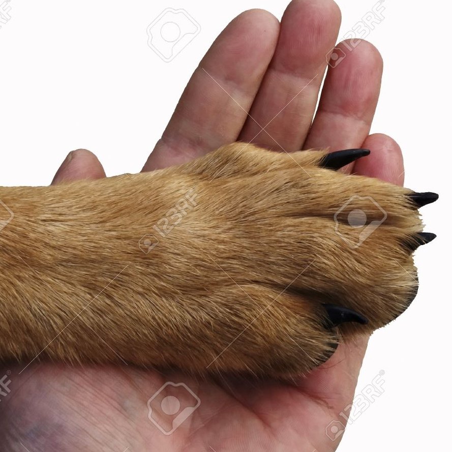 Собачья лапа в руке человека