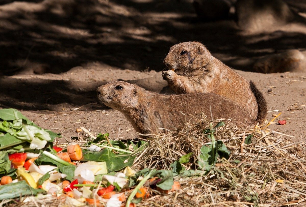 Китайская собачка грызун