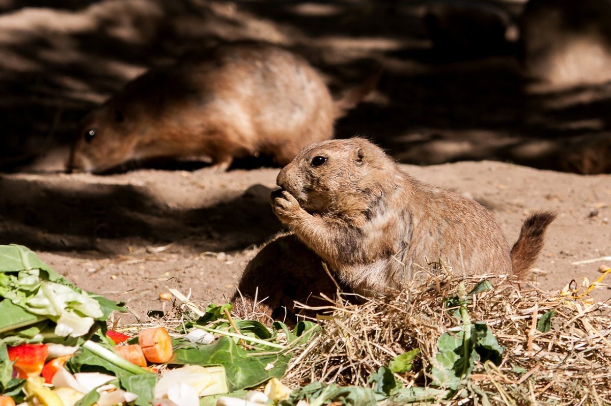 Дикая собачка грызун