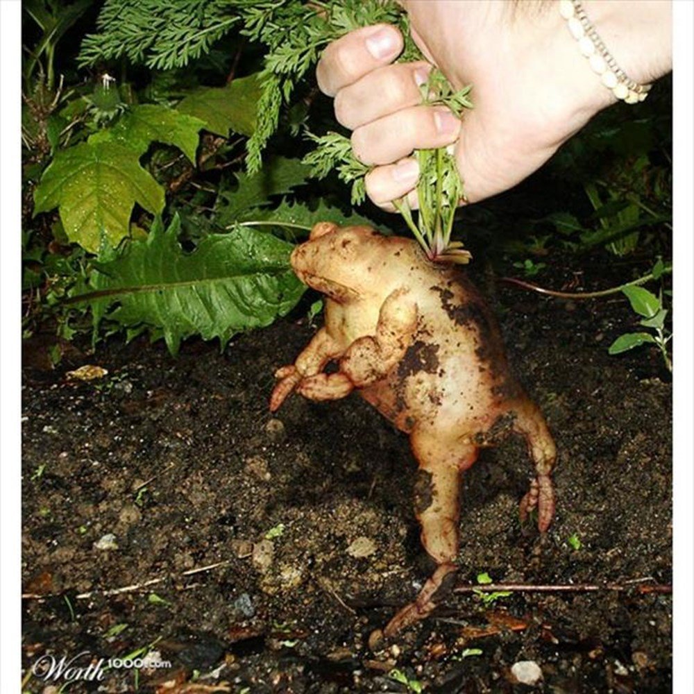 Мутированные растения в Чернобыле