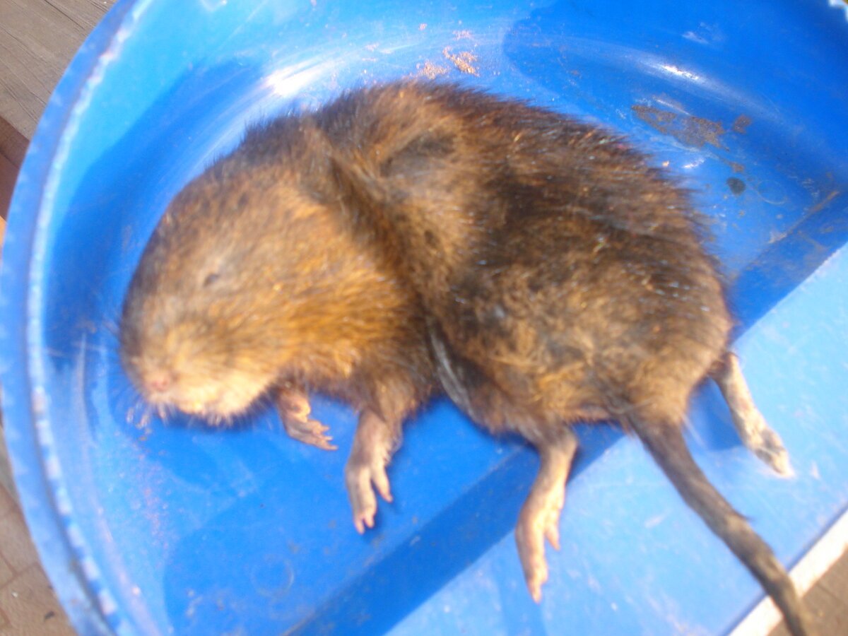 Водяные собачки Грызуны