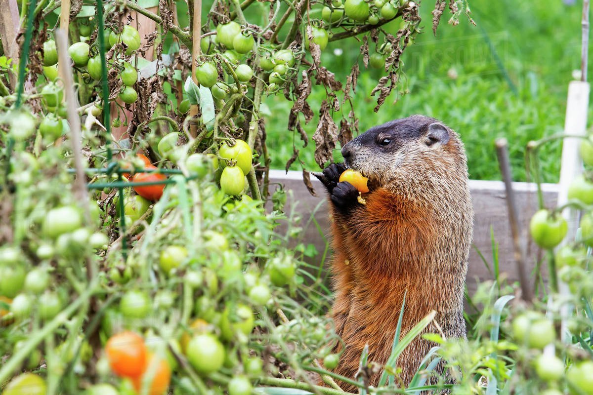 Обитатели сада