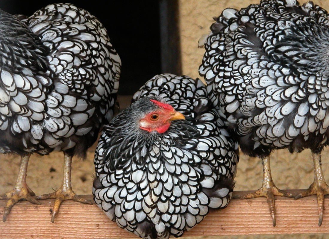 Курочка Ряба порода кур