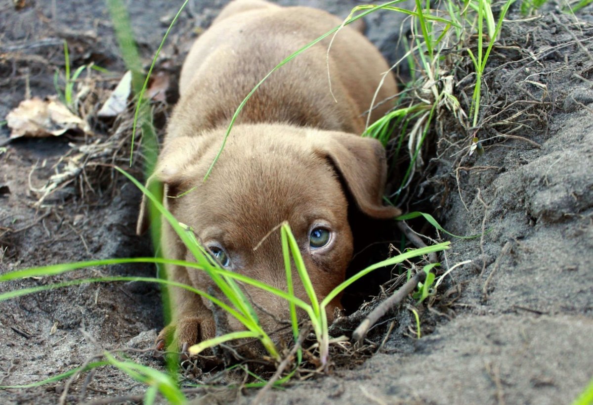 Картинки Земляной собаки