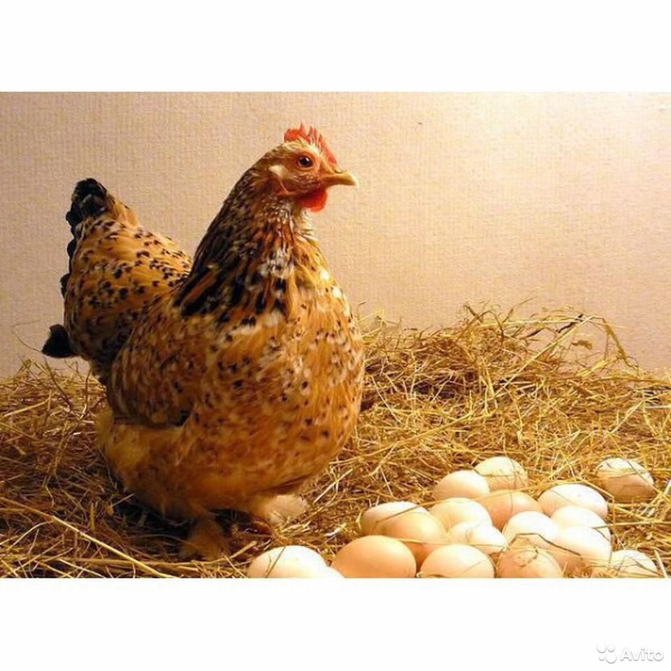 Куры породы Рябушка