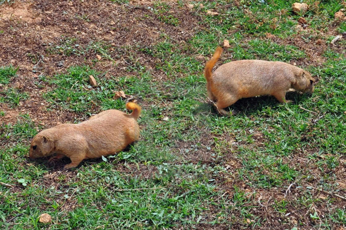 Китайская собачка грызун