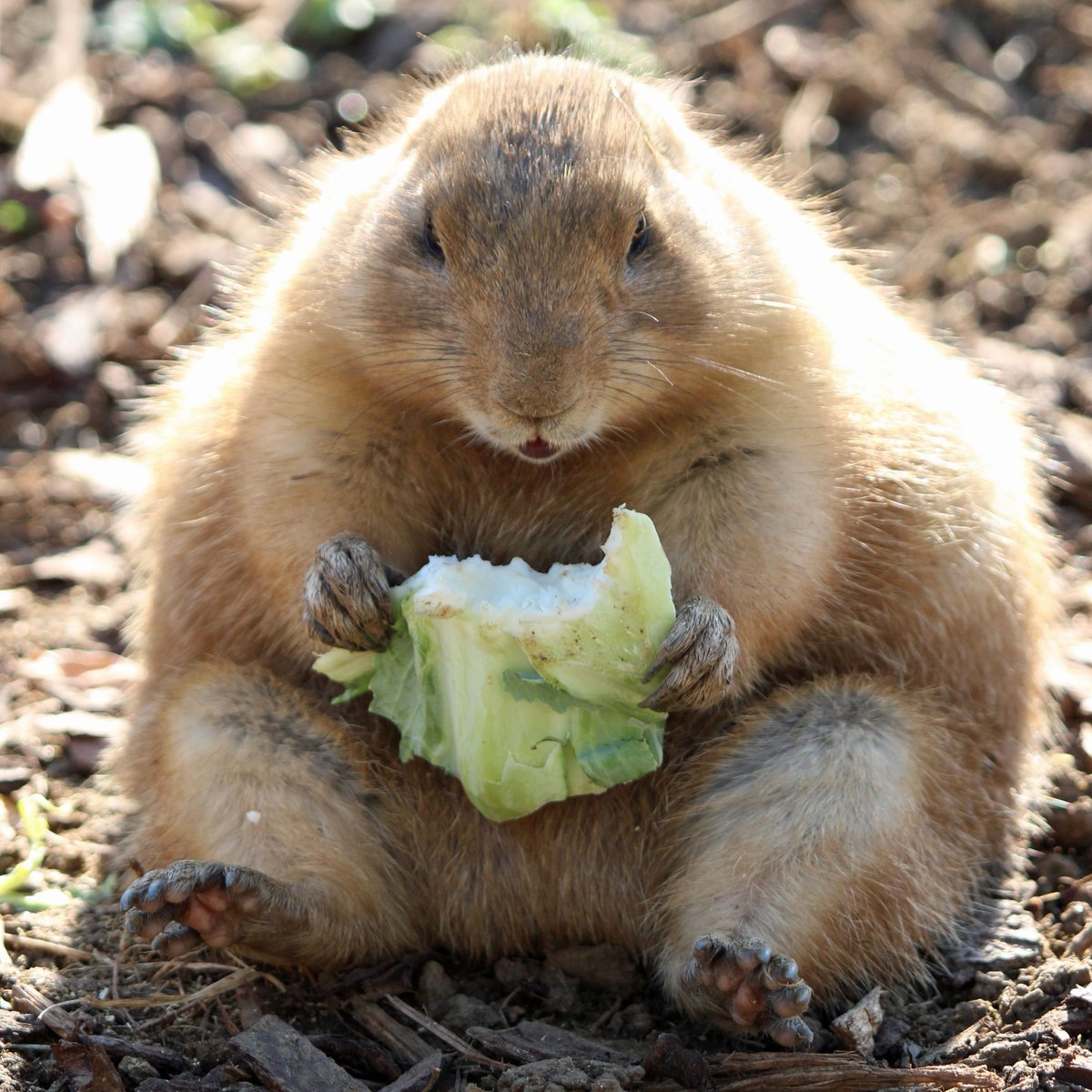 Полевая собачка