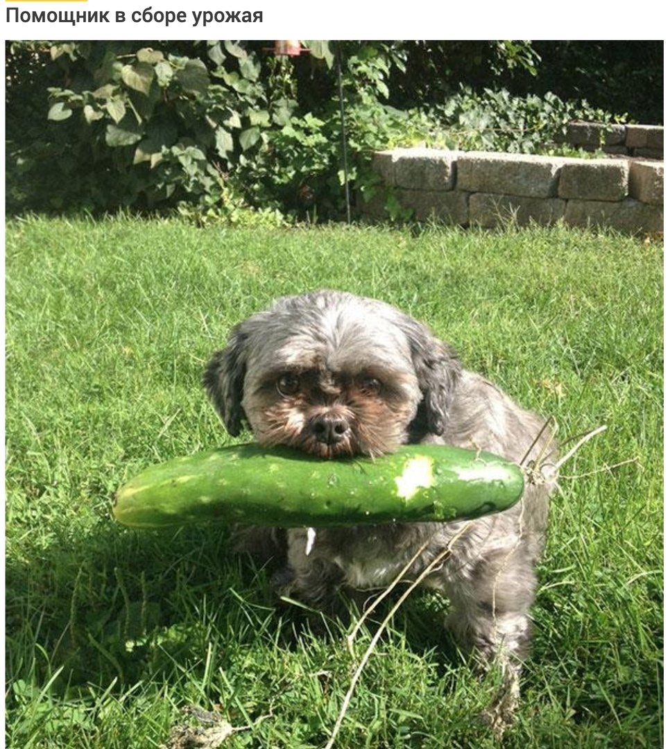 Собака в огороде