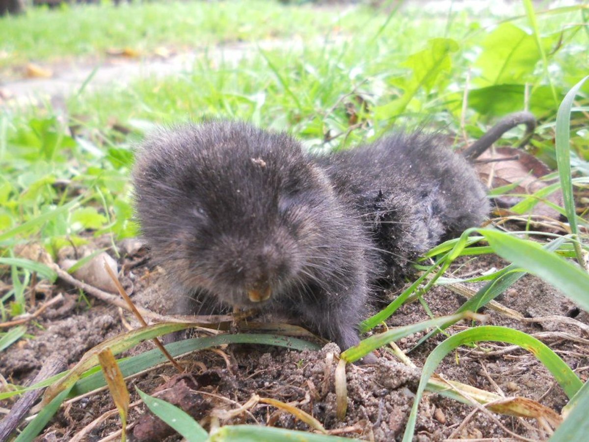 Земляная крыса карбыш