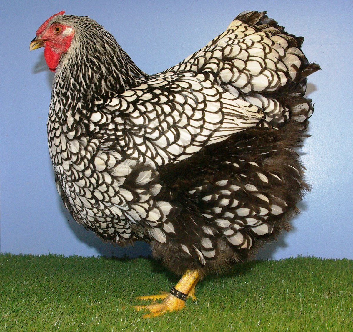 Виандот золотой