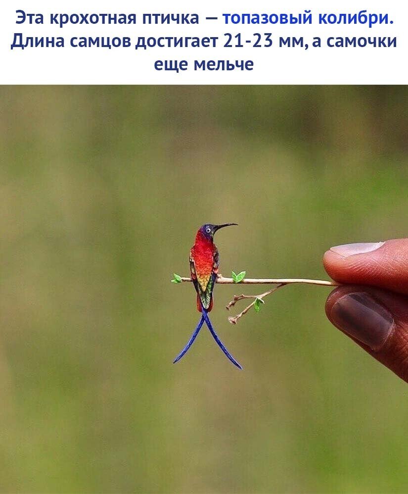 Балийский скворец