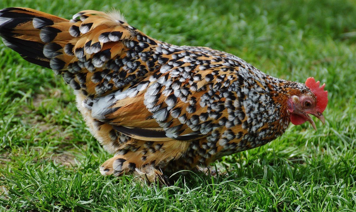 Курочка пеструшка