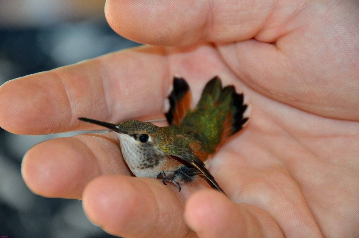 Самая маленькая птичка в мире - 77 фото