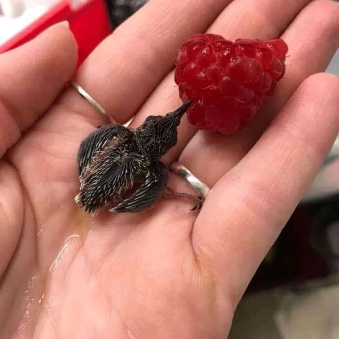 Малиновогрудая петроика