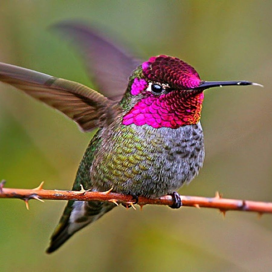 Ракетохвостый Колибри