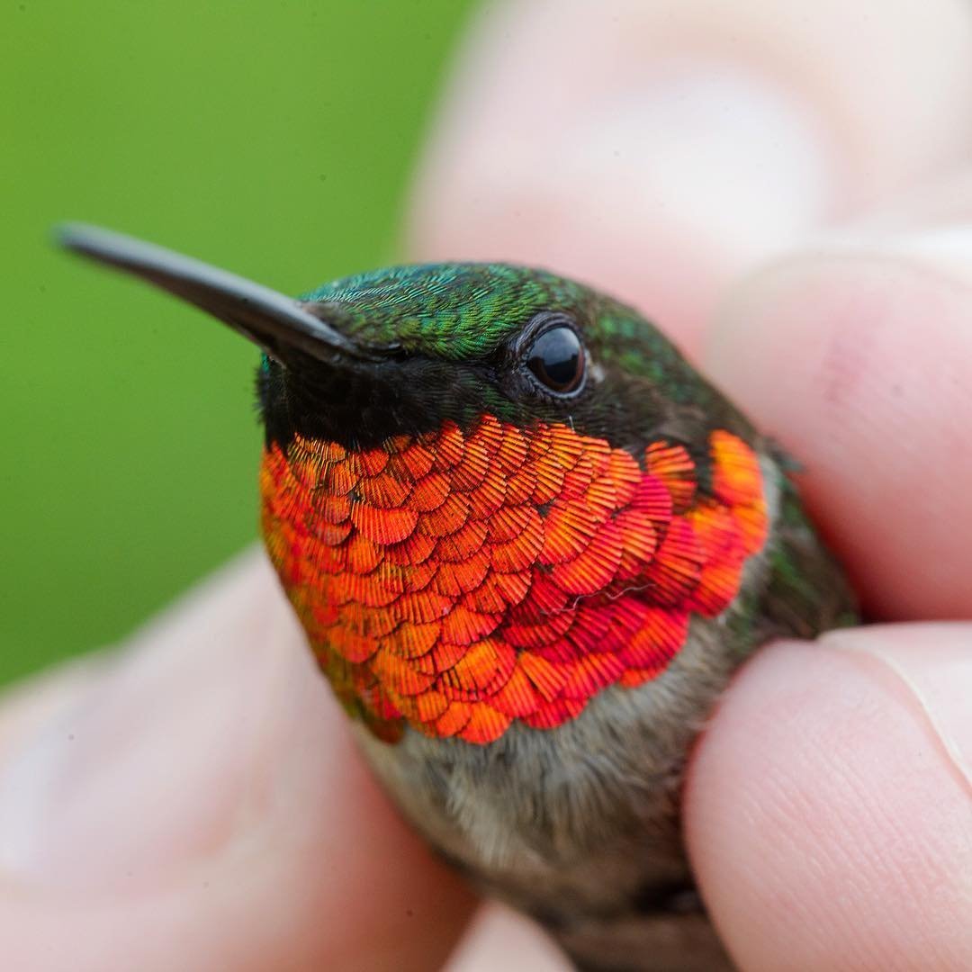 Птица Шона Грассера