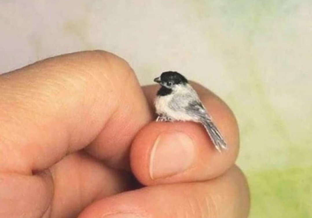 Самая маленькая птица в мире