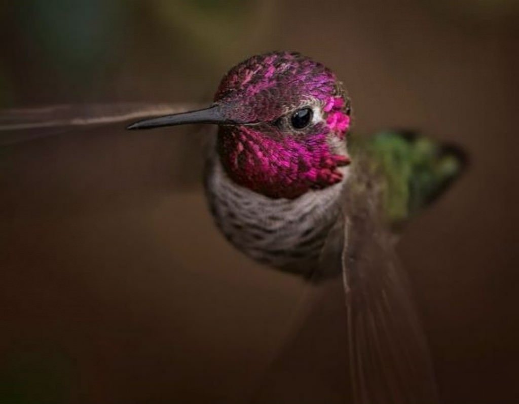 Огненосный Колибри