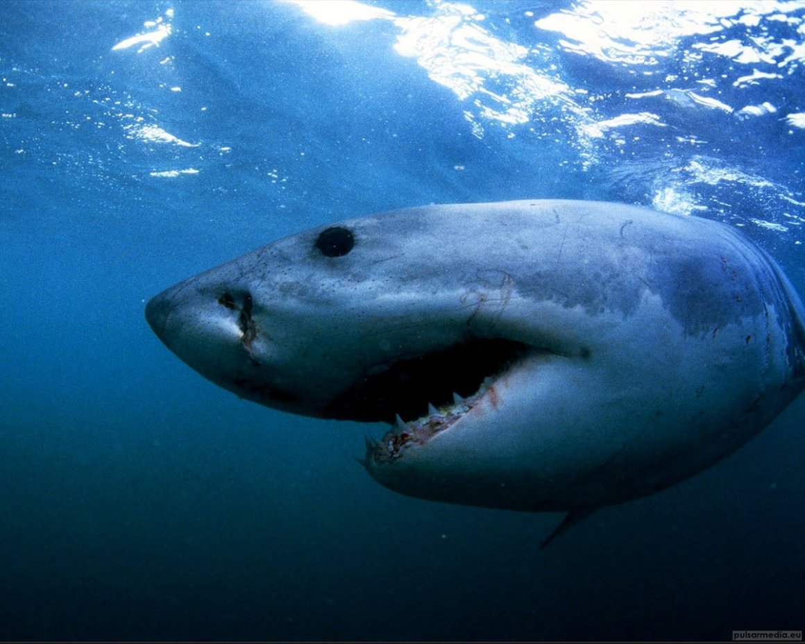 Акула людоед индийского океана