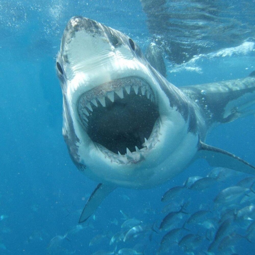 Хищные обитатели океана