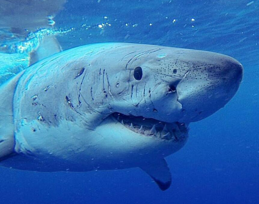 Бычья тупорылая акула