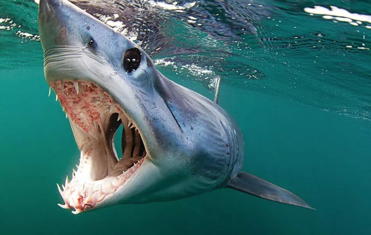 Oceanic Whitetip Shark