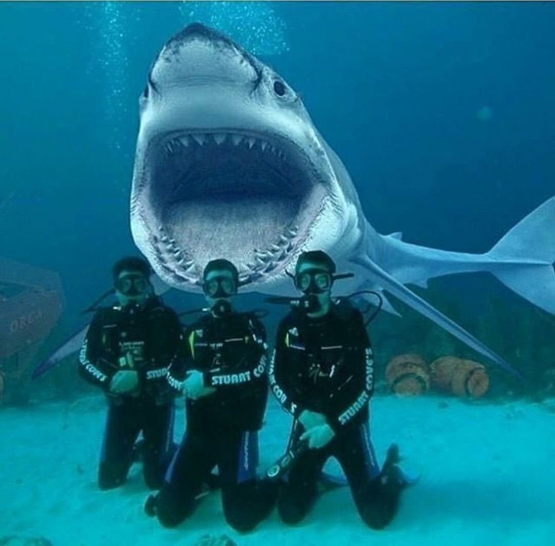 Гигантская акула МЕГАЛОДОН