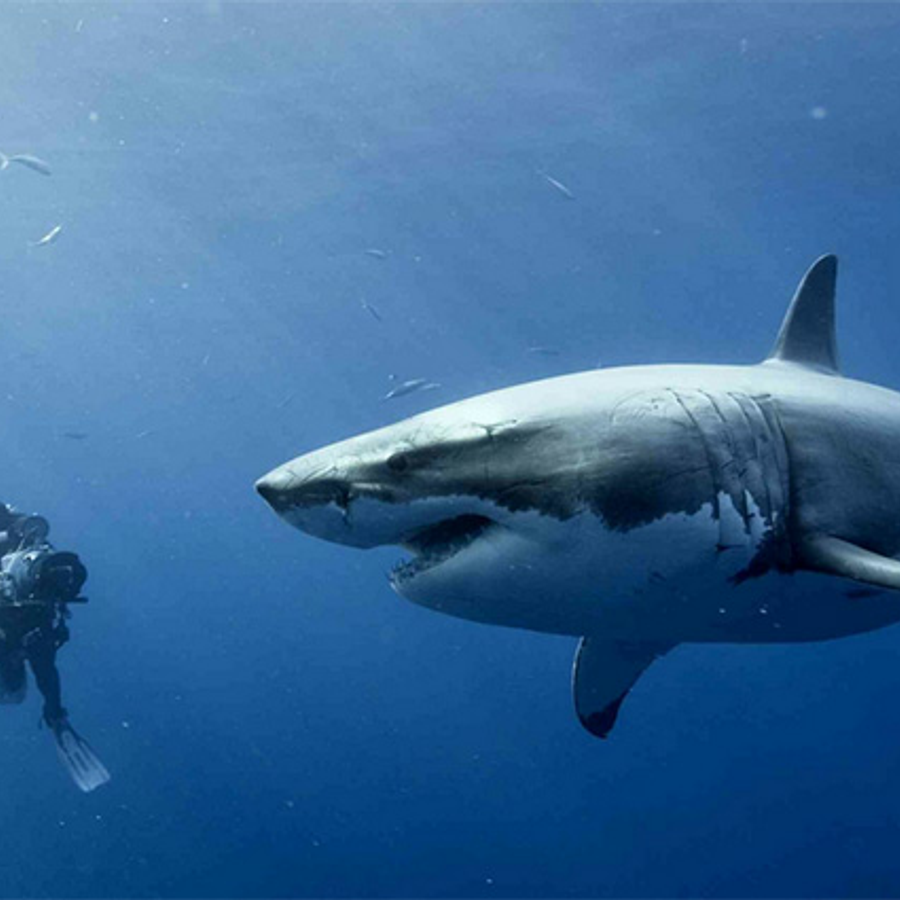 Акула Carcharodon carcharias