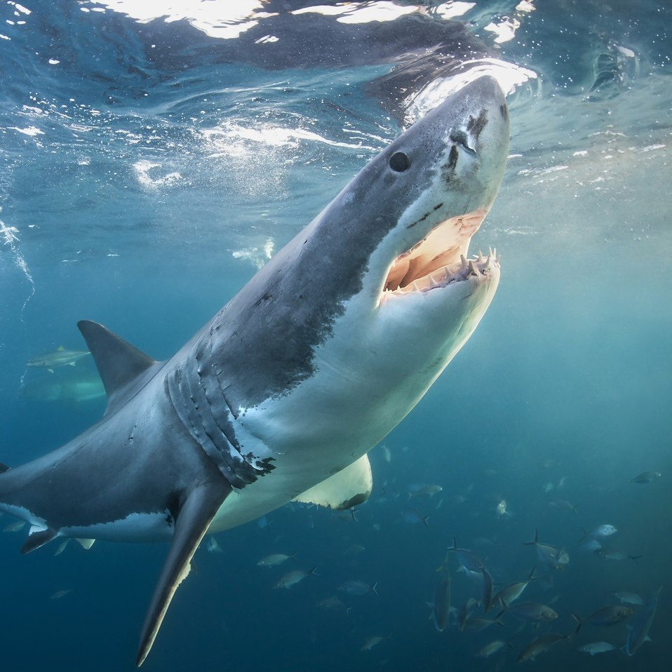 Самая опасная акула для человека