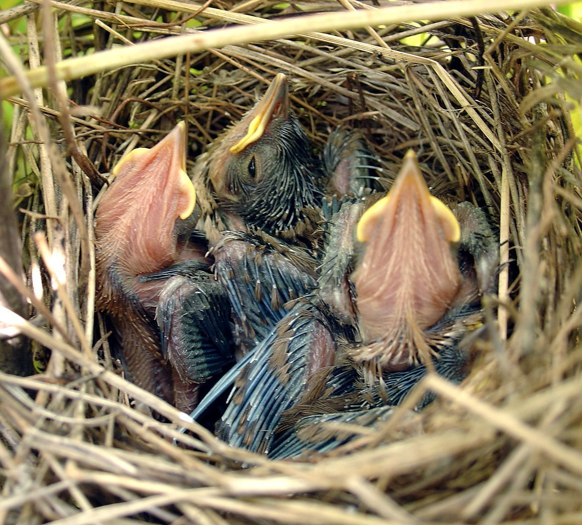 Кукушонок желторотый