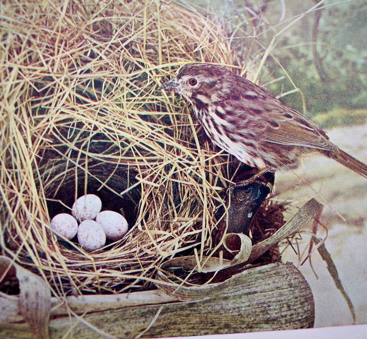 Гнезда Воробьев