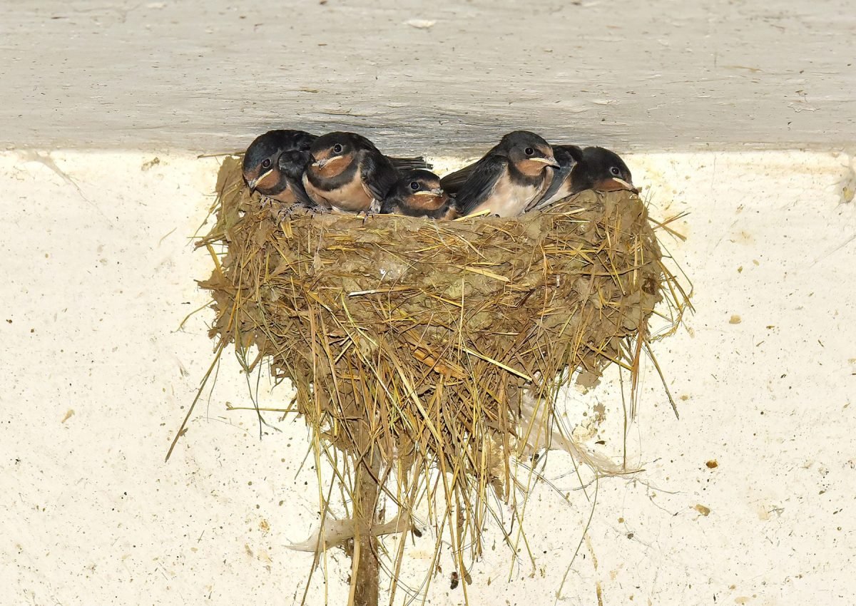 Ласточка птица гнездо
