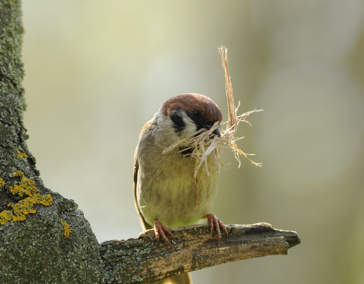 Воробей вьет гнездо