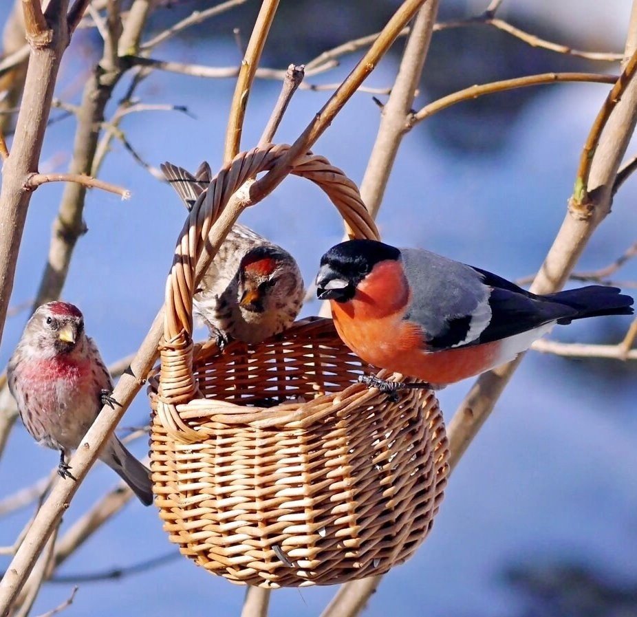 Кормушка для птичек