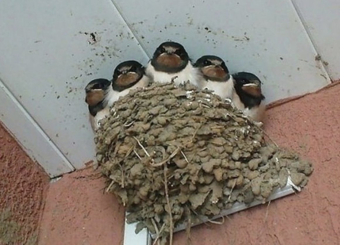 Гнездо ласточки под крышей