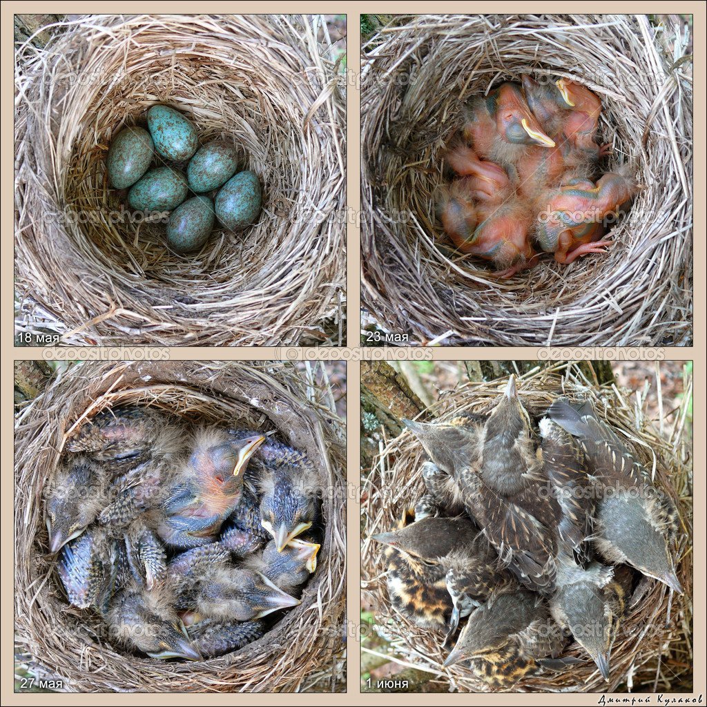 Гнездо дрозда рябинника