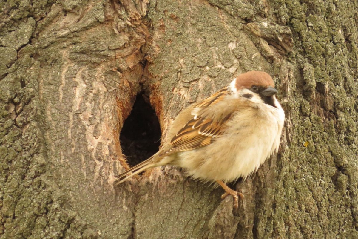 Гнезда Воробьев