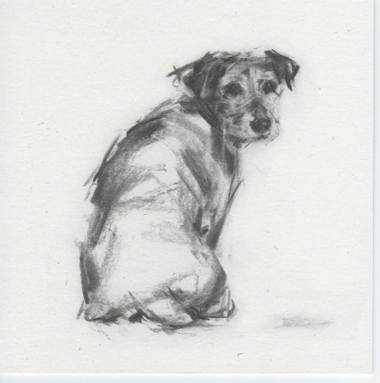 Рисунок собаки графика. Джек Рассел с дворнягой. Наброски животных. Наброски собак. Зарисовки животных карандашом.