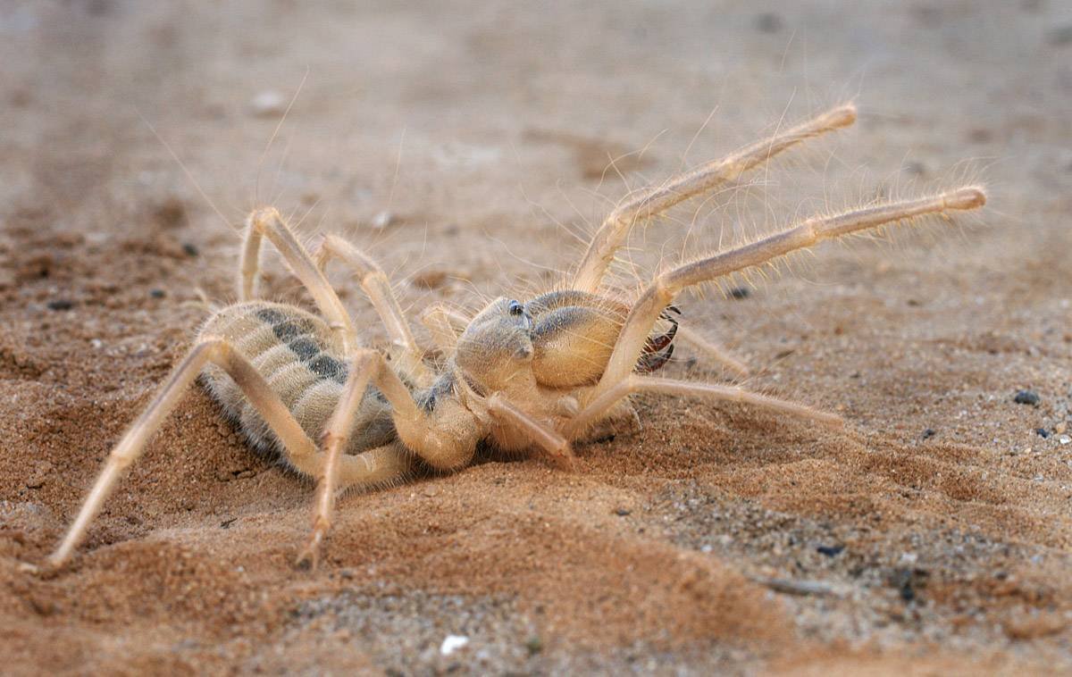 Паук Тарантул Южнорусский