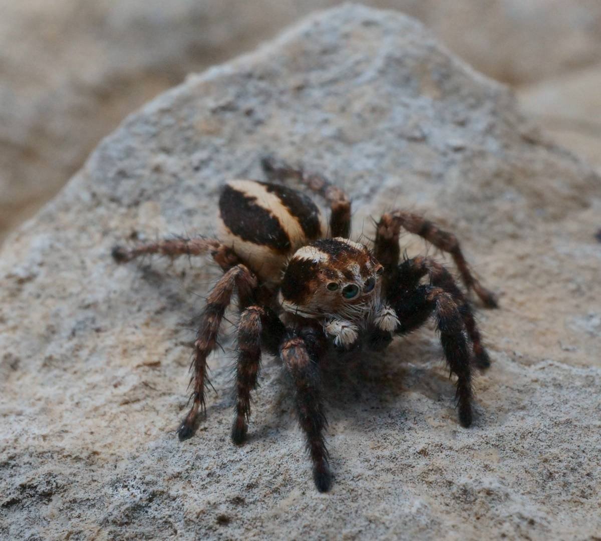 Членистоногие пауки