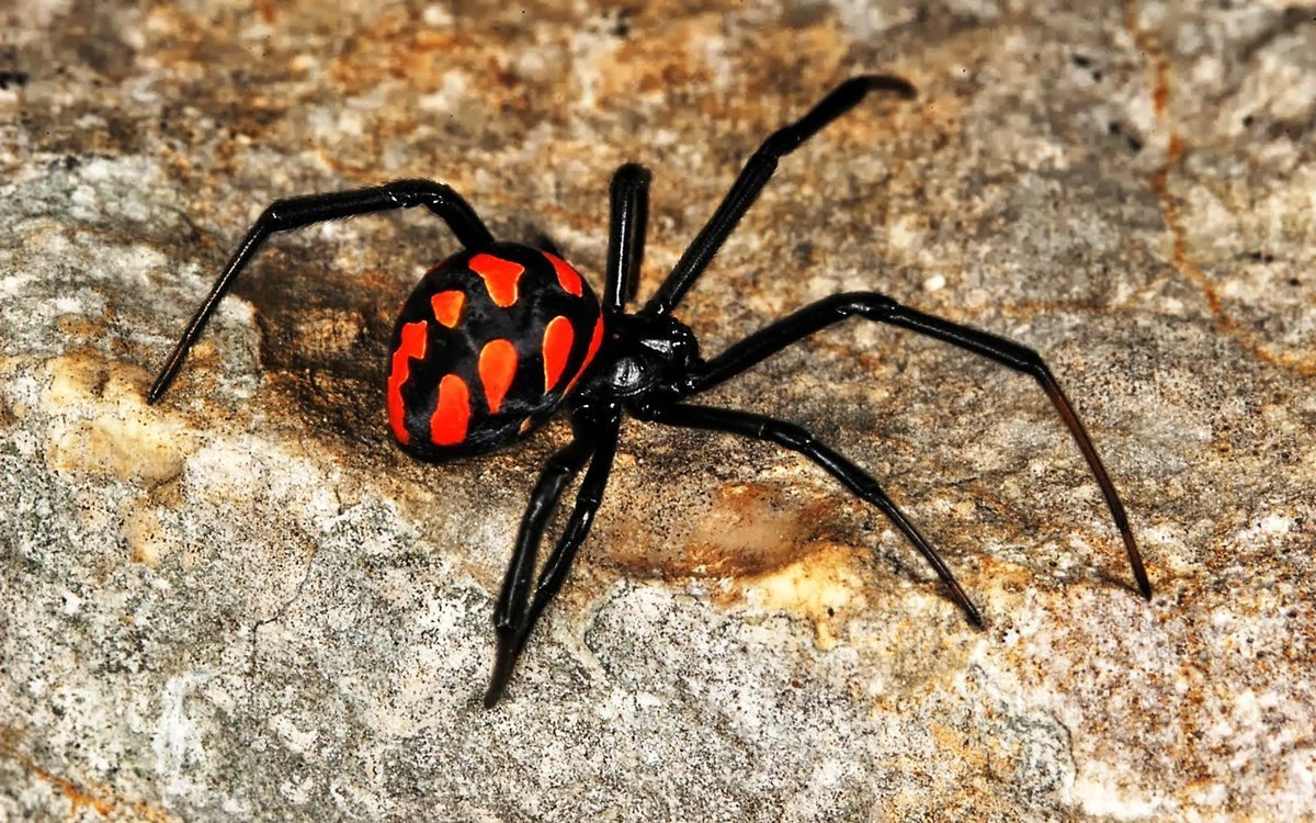 Паук Арахнид