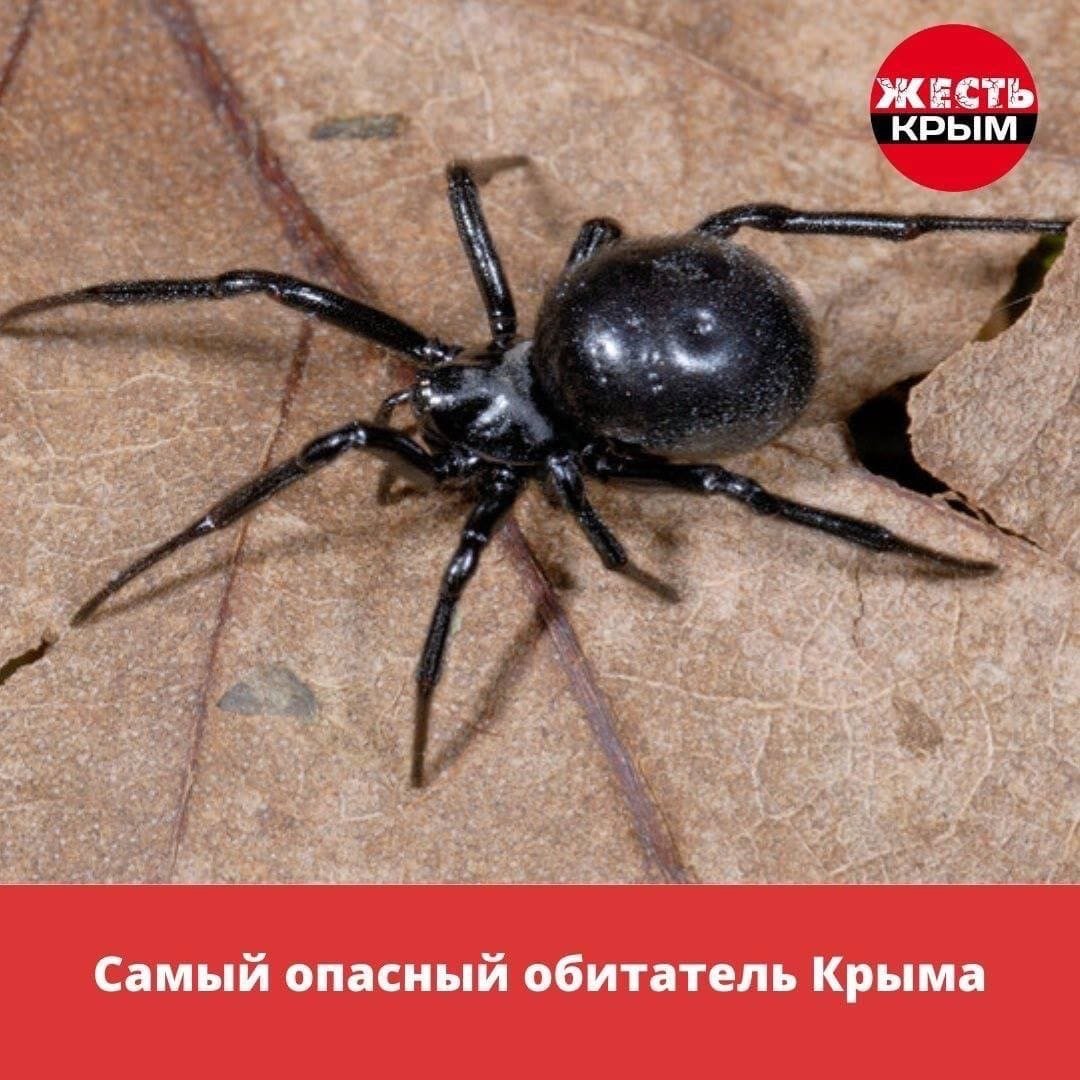 Тарантул птицеед